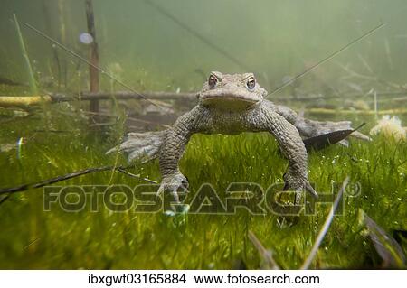 "Common Toad (Bufo bufo) under water, Southern Germany, Germany, Europe" View Large Photo Image Picture - "Common Toad (Bufo bufo) under water, Southern Germany, Germany, Europe". Fotosearch
