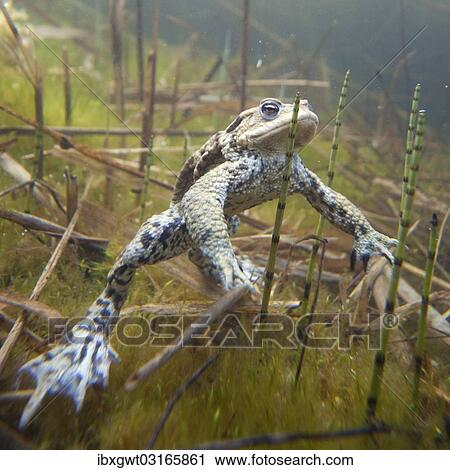 Stock Image - "Common Toad (Bufo bufo) under water, Southern Germany, Germany, Europe". Fotosearch