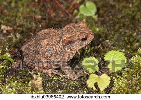 "Common toad (Bufo bufo), yearling at nocturnal foraging, Baden-Wurttemberg, Germany, Europe" View Large Photo Image Stock Image - "Common toad (Bufo bufo), yearling at nocturnal foraging, Baden-Wurttemberg, Germany, Europe". Fotosearch