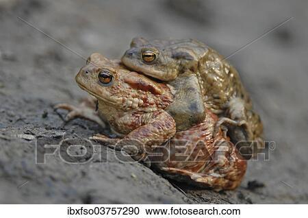 Stock Image - "Common Toad or European Toad (Bufo bufo), amplexus, male and female during mating process, Thuringia, Germany, Europe". Fotosearch