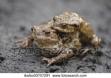 "Common Toad or European Toad (Bufo bufo), amplexus, male and female during mating process, Thuringia, Germany, Europe" View Large Photo Image Stock Image - "Common Toad or European Toad (Bufo bufo), amplexus, male and female during mating process, Thuringia, Germany, Europe". Fotosearch