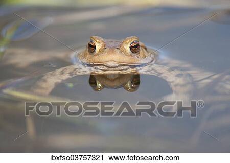 "Common Toad or European Toad (Bufo bufo) in the water, Thuringia, Germany, Europe" View Large Photo Image Stock Image - "Common Toad or European Toad (Bufo bufo) in the water, Thuringia, Germany, Europe". Fotosearch