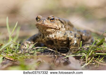 "Common Toad or European Toad (Bufo bufo) on grass, Thuringia, Germany, Europe" View Large Photo Image Stock Image - "Common Toad or European Toad (Bufo bufo) on grass, Thuringia, Germany, Europe". Fotosearch