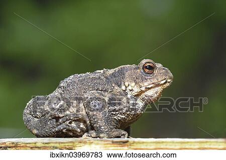Stock Image - "Common Toad or European Toad (Bufo bufo), Schleswig-Holstein, Germany, Europe". Fotosearch