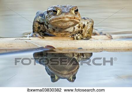 Stock Image - "Common Toad or European Toad (Bufo bufo), reflected in water, North Hesse, Hesse, Germany, Europe". Fotosearch