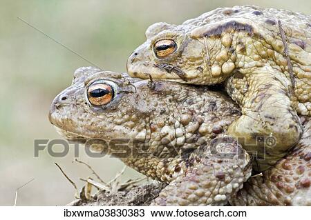 "Common Toad or European Toad (Bufo bufo), male clasping female, in amplexus, North Hesse, Hesse, Germany, Europe" View Large Photo Image Stock Image - "Common Toad or European Toad (Bufo bufo), male clasping female, in amplexus, North Hesse, Hesse, Germany, Europe". Fotosearch