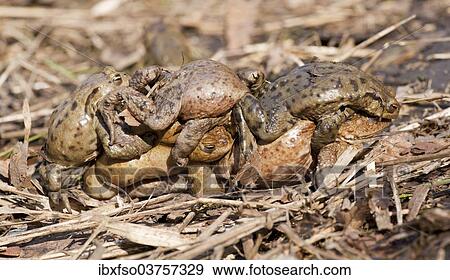 "Common Toad or European Toad (Bufo bufo), several males in amplexus with a female, mating process, Thuringia, Germany, Europe" View Large Photo Image Stock Photo - "Common Toad or European Toad (Bufo bufo), several males in amplexus with a female, mating process, Thuringia, Germany, Europe". Fotosearch