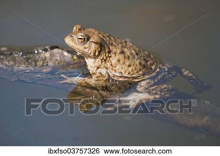 "Common Toad or European Toad (Bufo bufo) clinging to a branch in the water, Thuringia, Germany, Europe" View Large Photo Image Stock Photograph - "Common Toad or European Toad (Bufo bufo) clinging to a branch in the water, Thuringia, Germany, Europe". Fotosearch