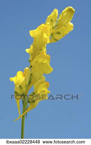 "Common Toadflax (Linaria vulgaris Mill), Ukraine, Eastern Europe, Europe" View Large Photo Image Stock Photo - "Common Toadflax (Linaria vulgaris Mill), Ukraine, Eastern Europe, Europe". Fotosearch