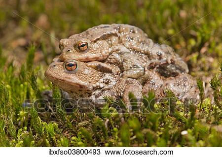 Stock Image - "Common Toads (Bufo bufo), mating, male clasping a female, amplexus, Thuringia, Germany, Europe". Fotosearch
