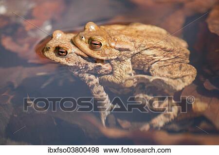 Stock Photo - "Common Toads (Bufo bufo), mating, male clasping a female, amplexus, Thuringia, Germany, Europe". Fotosearch