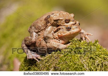 "Common Toads (Bufo bufo), mating, male clasping a female, amplexus, Thuringia, Germany, Europe" View Large Photo Image Stock Photography - "Common Toads (Bufo bufo), mating, male clasping a female, amplexus, Thuringia, Germany, Europe". Fotosearch