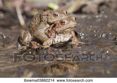 "Common Toads (Bufo bufo), pair in a pond, North Hesse, Hesse, Germany, Europe" View Large Photo Image Picture - "Common Toads (Bufo bufo), pair in a pond, North Hesse, Hesse, Germany, Europe". Fotosearch
