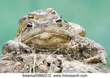 "Common Toads (Bufo bufo), pair, North Hesse, Hesse, Germany, Europe" View Large Photo Image Stock Image - "Common Toads (Bufo bufo), pair, North Hesse, Hesse, Germany, Europe". Fotosearch