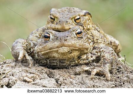 "Common Toads (Bufo bufo), pair, North Hesse, Hesse, Germany, Europe" View Large Photo Image Stock Image - "Common Toads (Bufo bufo), pair, North Hesse, Hesse, Germany, Europe". Fotosearch