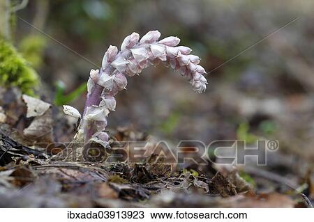"Common Toothwort (Lathraea squamaria), North Rhine-Westphalia, Germany, Europe" View Large Photo Image Stock Image - "Common Toothwort (Lathraea squamaria), North Rhine-Westphalia, Germany, Europe". Fotosearch