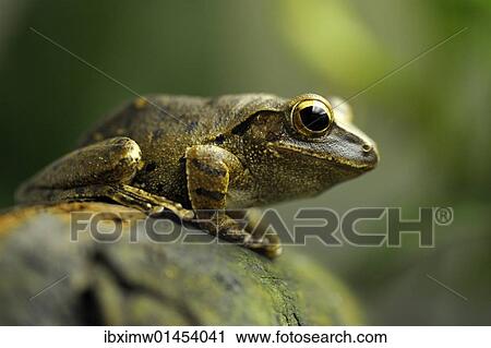 "Common Tree Frog, Four-lined Tree Frog, or White-lipped Tree Frog (Polypedates leucomystax), Greater Sunda Islands, South East Asia" View Large Photo Image Stock Image - "Common Tree Frog, Four-lined Tree Frog, or White-lipped Tree Frog (Polypedates leucomystax), Greater Sunda Islands, South East Asia". Fotosearch