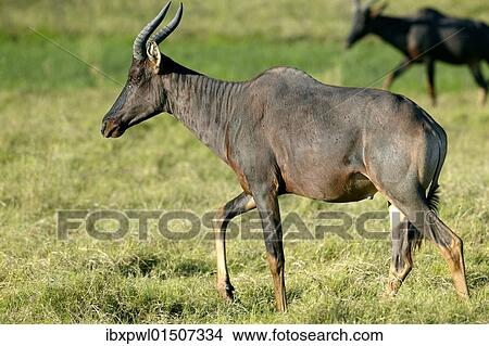 "Common Tsessebe (Damaliscus lunatus), Okavango Delta, Botswana, Africa" View Large Photo Image Picture - "Common Tsessebe (Damaliscus lunatus), Okavango Delta, Botswana, Africa". Fotosearch