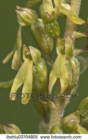 "Common Twayblade (Listera ovata), inflorescence, Neresheim, Baden-Wurttemberg, Germany, Europe" View Large Photo Image Stock Photography - "Common Twayblade (Listera ovata), inflorescence, Neresheim, Baden-Wurttemberg, Germany, Europe". Fotosearch