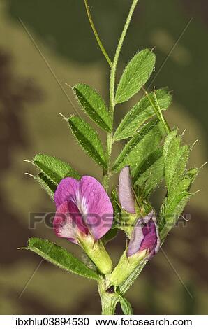 "Common Vetch (Vicia sativa), Baden-Wurttemberg, Germany, Europe" View Large Photo Image Stock Image - "Common Vetch (Vicia sativa), Baden-Wurttemberg, Germany, Europe". Fotosearch
