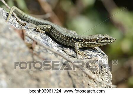 "Common Wall Lizard (Podarcis muralis), Departement Cotes-d’Armor, Brittany, France, Europe" View Large Photo Image Picture - "Common Wall Lizard (Podarcis muralis), Departement Cotes-d’Armor, Brittany, France, Europe". Fotosearch