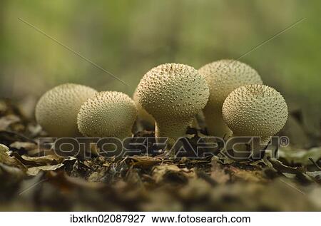 "Common, warted or gem-studded puffball or devil's snuff-box ((Lycoperdon perlatum), Brandenburg, Germany, Europe" View Large Photo Image Stock Photo - "Common, warted or gem-studded puffball or devil's snuff-box ((Lycoperdon perlatum), Brandenburg, Germany, Europe". Fotosearch