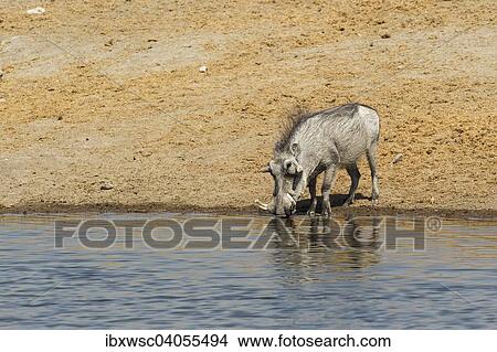 "Common Warthog (Phacochoerus africanus) drinking at a waterhole, Etosha National Park, Namibia, Africa" View Large Photo Image Picture - "Common Warthog (Phacochoerus africanus) drinking at a waterhole, Etosha National Park, Namibia, Africa". Fotosearch