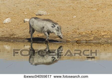 "Common Warthog (Phacochoerus africanus) at a waterhole, Etosha National Park, Namibia, Africa" View Large Photo Image Stock Photo - "Common Warthog (Phacochoerus africanus) at a waterhole, Etosha National Park, Namibia, Africa". Fotosearch