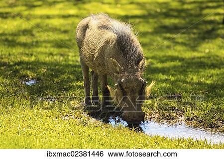 "Common Warthog (Phacochoerus africanus), Namibia, Africa" View Large Photo Image Stock Photograph - "Common Warthog (Phacochoerus africanus), Namibia, Africa". Fotosearch