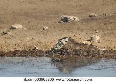 "Common Warthog (Phacochoerus africanus) rolling in mud at a waterhole, Etosha National Park, Namibia, Africa" View Large Photo Image Stock Photography - "Common Warthog (Phacochoerus africanus) rolling in mud at a waterhole, Etosha National Park, Namibia, Africa". Fotosearch