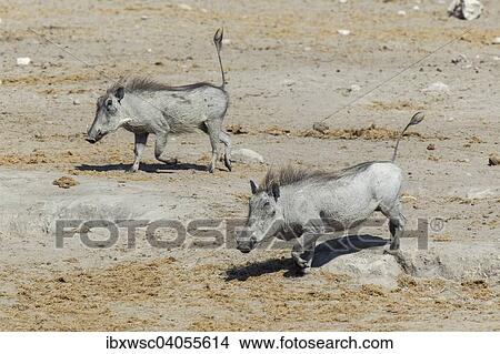 "Common Warthogs (Phacochoerus africanus), Etosha National Park, Namibia, Africa" View Large Photo Image Picture - "Common Warthogs (Phacochoerus africanus), Etosha National Park, Namibia, Africa". Fotosearch
