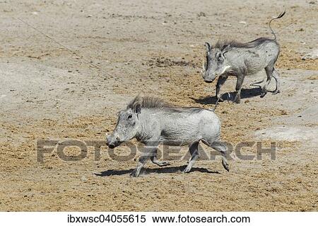 "Common Warthogs (Phacochoerus africanus), Etosha National Park, Namibia, Africa" View Large Photo Image Stock Photography - "Common Warthogs (Phacochoerus africanus), Etosha National Park, Namibia, Africa". Fotosearch