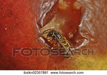 Common wasp (Vespula vulgaris) nibbling on rotten fruit View Large Photo Image Stock Image - Common wasp (Vespula vulgaris) nibbling on rotten fruit. Fotosearch
