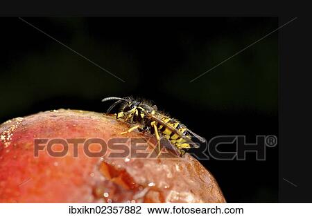 Common wasp (Vespula vulgaris) perched on a pear View Large Photo Image Stock Image - Common wasp (Vespula vulgaris) perched on a pear. Fotosearch