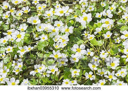 "Common Water crowfoot (Ranunculus aquatilis), Extremadura, Spain, Europe" View Large Photo Image Stock Image - "Common Water crowfoot (Ranunculus aquatilis), Extremadura, Spain, Europe". Fotosearch