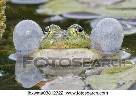 "Common Water Frog (Rana esculenta) with vocal sacs, Hesse, Germany, Europe" View Large Photo Image Stock Image - "Common Water Frog (Rana esculenta) with vocal sacs, Hesse, Germany, Europe". Fotosearch
