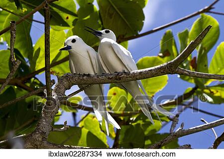 "Common White Terns (Gygis alba), Marianne Island, Seychelles, Africa, Indian Ocean, Africa" View Large Photo Image Picture - "Common White Terns (Gygis alba), Marianne Island, Seychelles, Africa, Indian Ocean, Africa". Fotosearch
