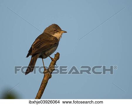 Picture - "Common Whitethroat (Sylvia communis), Texel, West Frisian Islands, province of North Holland, Holland, The Netherlands, Europe". Fotosearch