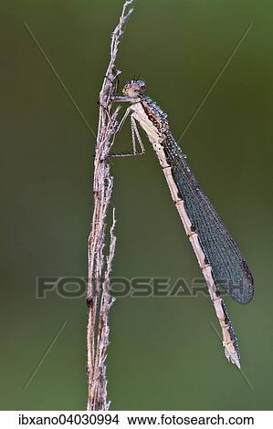 "Common Winter Damselfly (Sympecma fusca), female, Burgenland, Austria, Europe" View Large Photo Image Picture - "Common Winter Damselfly (Sympecma fusca), female, Burgenland, Austria, Europe". Fotosearch