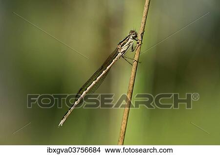 "Common Winter Damselfly (Sympecma fusca), male, Canton of Geneva, Switzerland, Europe" View Large Photo Image Picture - "Common Winter Damselfly (Sympecma fusca), male, Canton of Geneva, Switzerland, Europe". Fotosearch