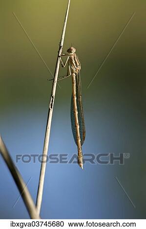 "Common Winter Damselfly (Sympecma fusca), female, Canton of Geneva, Switzerland, Europe" View Large Photo Image Stock Image - "Common Winter Damselfly (Sympecma fusca), female, Canton of Geneva, Switzerland, Europe". Fotosearch