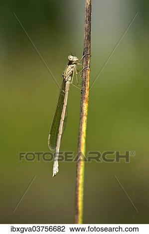"Common Winter Damselfly (Sympecma fusca), newly hatched females, Canton of Geneva, Switzerland, Europe" View Large Photo Image Stock Image - "Common Winter Damselfly (Sympecma fusca), newly hatched females, Canton of Geneva, Switzerland, Europe". Fotosearch