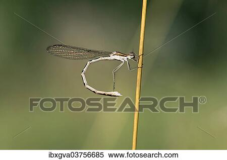 "Common Winter Damselfly (Sympecma fusca), female, Canton of Geneva, Switzerland, Europe" View Large Photo Image Stock Photography - "Common Winter Damselfly (Sympecma fusca), female, Canton of Geneva, Switzerland, Europe". Fotosearch