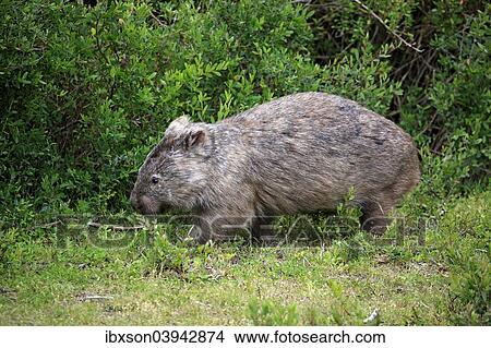 "Common Wombat (Vombatus ursinus), adult, foraging, Wilsons Promontory National Park, Victoria, Australia, Oceania" View Large Photo Image Picture - "Common Wombat (Vombatus ursinus), adult, foraging, Wilsons Promontory National Park, Victoria, Australia, Oceania". Fotosearch