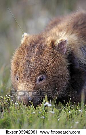 Stock Image - "Common Wombat (Vombatus ursinus), adult, foraging, Wilsons Promontory National Park, Victoria, Australia, Oceania". Fotosearch