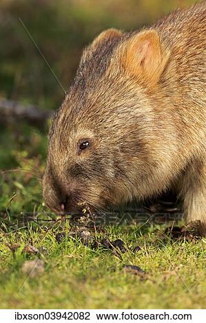 "Common Wombat (Vombatus ursinus), adult, foraging, Wilsons Promontory National Park, Victoria, Australia, Oceania" View Large Photo Image Stock Image - "Common Wombat (Vombatus ursinus), adult, foraging, Wilsons Promontory National Park, Victoria, Australia, Oceania". Fotosearch