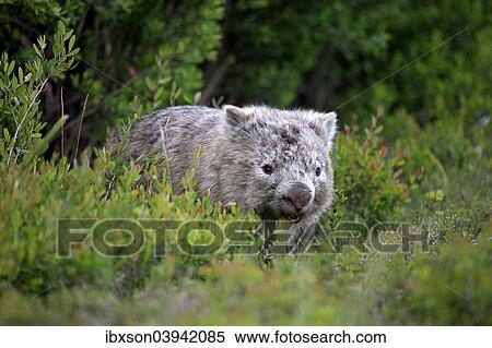 "Common Wombat (Vombatus ursinus), adult, Wilsons Promontory National Park, Victoria, Australia, Oceania" View Large Photo Image Stock Photography - "Common Wombat (Vombatus ursinus), adult, Wilsons Promontory National Park, Victoria, Australia, Oceania". Fotosearch