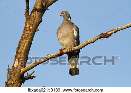 "Common Wood Pigeon (Columba palumbus) perched on a branch, Baltic Sea island of Fehmarn, Schleswig-Holstein, Germany, Europe" View Large Photo Image Stock Photo - "Common Wood Pigeon (Columba palumbus) perched on a branch, Baltic Sea island of Fehmarn, Schleswig-Holstein, Germany, Europe". Fotosearch