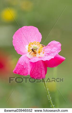 "Comon Poppy flower (Papaver rhoeas), North Hesse, Hesse, Germany, Europe" View Large Photo Image Stock Image - "Comon Poppy flower (Papaver rhoeas), North Hesse, Hesse, Germany, Europe". Fotosearch