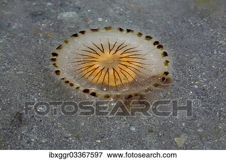 "Compass Jellyfish (Chrysaora hysoscella), Nordatlantik, Caherdaniel, County Kerry, Ireland, Europe" View Large Photo Image Stock Photo - "Compass Jellyfish (Chrysaora hysoscella), Nordatlantik, Caherdaniel, County Kerry, Ireland, Europe". Fotosearch